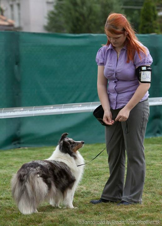 Pavla Sedlmajerová – chovatelská stanice ze Sedlmajerovy vily – sheltie