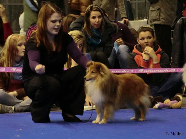 Dirk Peine – chovatelská stanice of little Wonderland - sheltie – Německo